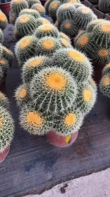 Plantas vivas de alta calidad de Cactus Echinocactus Grusonii.