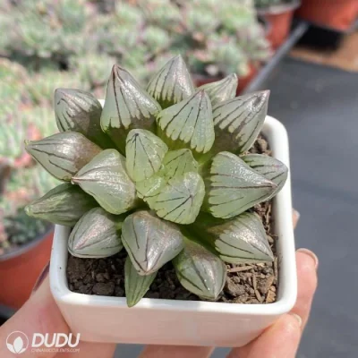 Dudu Nueva llegada Magnifica V. Atrofusca Hawothia Natural Live Succulent