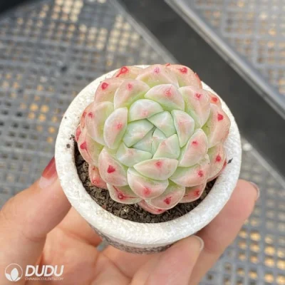 China Vivero Venta Alba Belleza Echeveria Natural Vivo Suculent Para principiantes