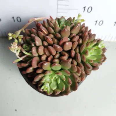 Vivero mayorista Echeveria/Hawothia/Lithops/Aeonium/Cactus Colorful Natural plantas suculentas vivas Rojo Oro