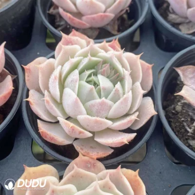 Mayorista de Dudu colorido amor ola Echeveria vivir Natural suculentos