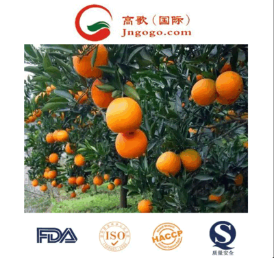 Naranjas de mandarín frescas y dulces: Directamente desde China