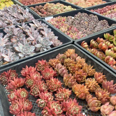 Dudu Venta al por mayor caliente Fierce Dove Hawworthia Natural Live Succulent