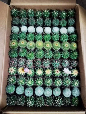 Venta caliente de decoración para el hogar con variedades mixtas de cactus y plantas suculentas al por mayor.
