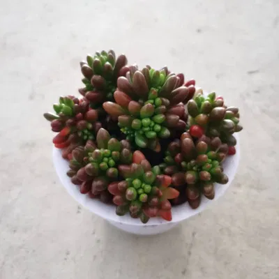 Vivero al por mayor Echeveria/Hawothia/Lithops/Aeonium/Cactus Colorful plantas naturales raras vivas suculentas Hongzhiyu