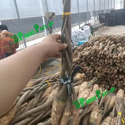 Mayorista Pachira macrocarpa 3 Braid Nuevo árbol de dinero Bonsai Jardín Plantas de vivero