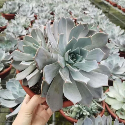 Echeveria Lucila Plantas Suculentas Cactáceas y Suculentas plantas Bonsai Natural