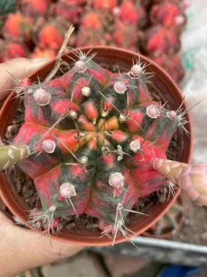 Bonsai de interior ornamentales Gymnocalycium Cactus plantas vivas