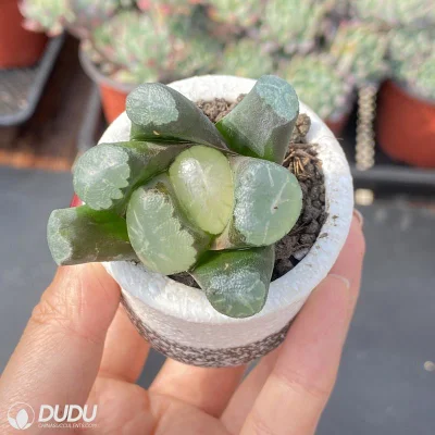 Dudu Hot Sale Color Blanco FUJI Hawworthia Natural Live Succulent