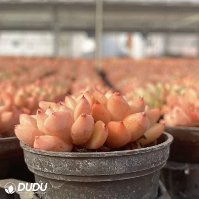 Dudu Nueva llegada Real Echeveria Wraith Doble cabeza Natural en vivo Succulent