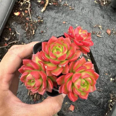 Mini Bonsai Rainbow Color Suculent para las plantas decorativas pequeñas de Wholesales Arte