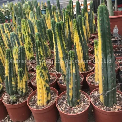 Cactus vivo raro y colorido variegado.