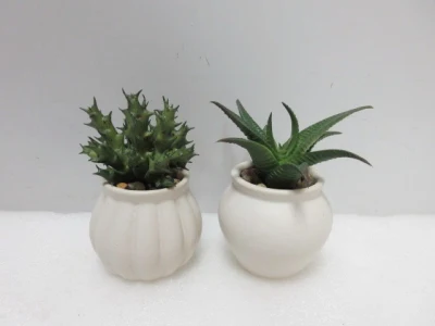 Bonsai pequeño de la gallina Succulents planta Artificial plantas Potted
