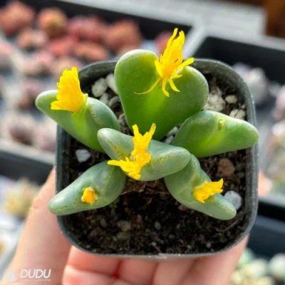 Wholesale China Lithops Conophytum Bilobum (5-20 Cabezas/Maceta) Suculenta Viva Natural.