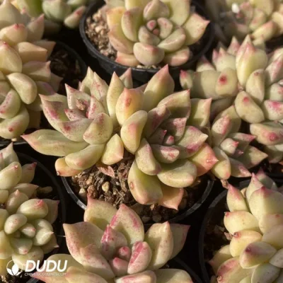 Dudu Hardy al por mayor Echeveria Bright Doble cabeza Natural Live Succulent En masa