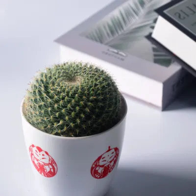 Cactus plantas vivas tamaño mini Mammillaria Hahniana Flores de color rojo las plantas de interior