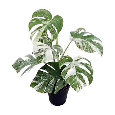 Vivero mayorista Monstera deliciosa Albo Variegata Monsteras de interior plantas macetas con plantas verdes
