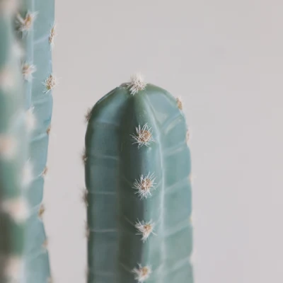 Comercio al por mayor decoración ornamental de imitación artificial Velas Cactus