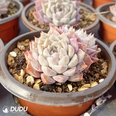 Plantas suculentas vivas naturales de doble cabeza de Echeveria rara Hyalina E. Walther al por mayor.