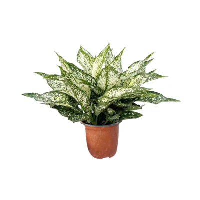 Aglaonema verde jade plantas naturales