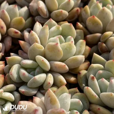 Dudu Venta caliente en el interior Echeveria Monroe doble cabeza vivir Natural suculentos a granel