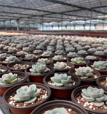 Dudu huevo de Eonio raro Greenovia Suculente Natural Vivo para principiantes