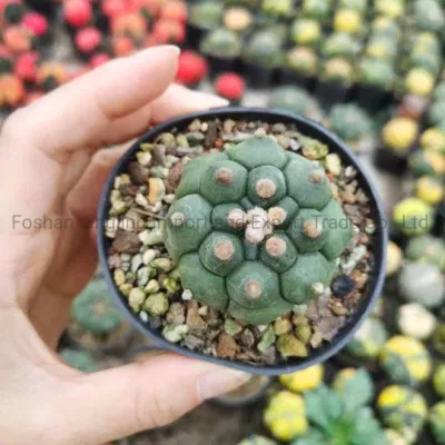 Astrophytum Asterias Kitsukow Cactus vivo y Suculent