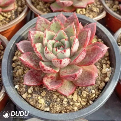 Dudu Venta caliente Bonsai colorido natural de vivir las suculentas Echeveria Matador