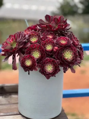 Vivero mayorista Aeonium Arboreum para interiores y exteriores de la jardinería de flores de plantas suculentas