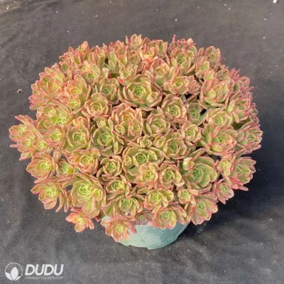 Dudu Mayoreo té Dulce de colores Aeonio Natural Live Succulent