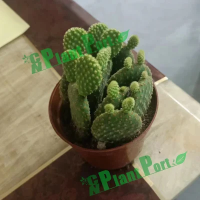 Amarillo Cactus vivo Vivero Bonsai Opuntia microdasys (Lehm.) Pfeiff. Mini Succulents Cnplantport