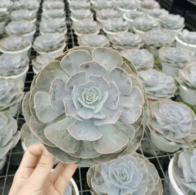 Comercio al por mayor Echeveria Pólux Aeonium cactus y suculentas las plantas de interior Plantas de Vivero de Bonsai