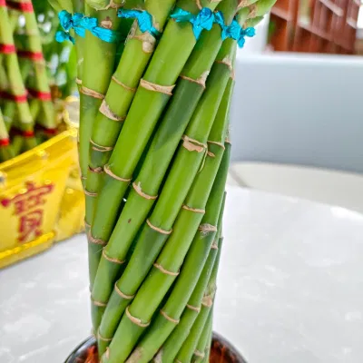 Brided Lucky Bamboo el bambú suculentas Nursey espiral de la torre de la rueda de la suerte de vivir plantas