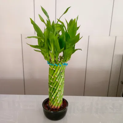 Brided Lucky Bamboo el bambú suculentas Nursey espiral de la torre de la rueda de la suerte de vivir plantas