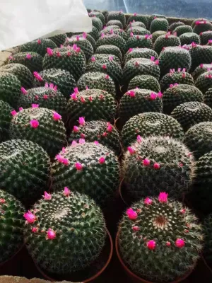Mammillaria Hahniana Cactus Home suculentas plantas para la venta decoración Jardinería