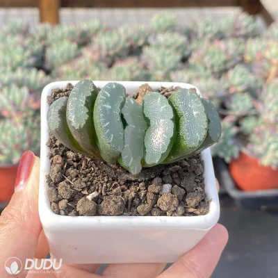 Dudu Nueva llegada Popular Overlord Jade Fan Hawworthia Natural vivir Suculento