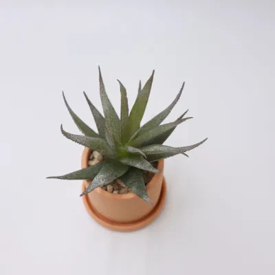 Mayorista en acciones Home Decor Nordic Pots plantas Plásticas Succulents Bonsai