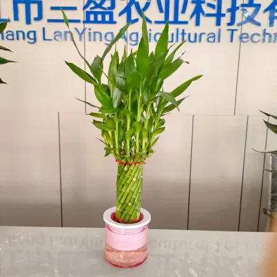 Brided Lucky Bamboo el bambú suculentas Nursey espiral de la torre de la rueda de la suerte de vivir plantas