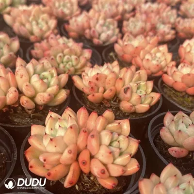 Dudu Nueva llegada Real Echeveria Wraith Doble cabeza Natural en vivo Succulent