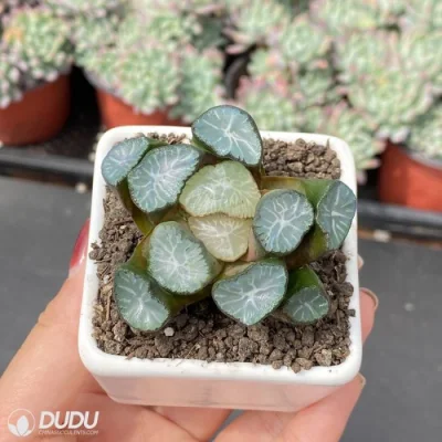 Dudu más bonita Fuente de nuestra Señora Hadworthia Natural vivir Suculent