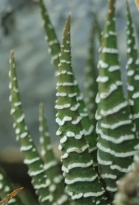 Haworthia fasciata Haw