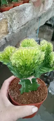 Cactus suculentos Euphorbias injertado Euphorbia lactea Cristata plantas vivas la decoración del hogar