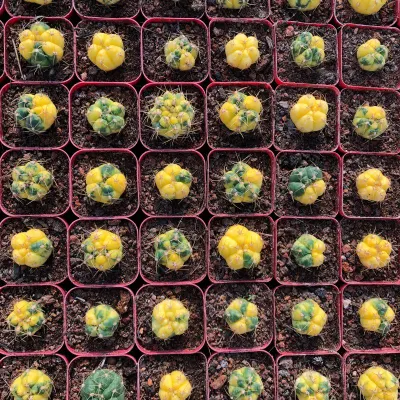 Mayorista de alta calidad Mini Cactus Gymnocalycium Denndatum Var. De Cactus y plantas suculentas vivero