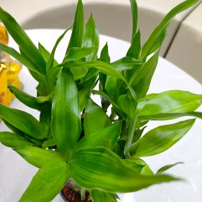 Brided Lucky Bamboo el bambú suculentas Nursey espiral de la torre de la rueda de la suerte de vivir plantas