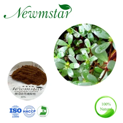 Purslane extracto de plantas de hierbas chinas Purslane saponinas Bacopa Monnieri extraer