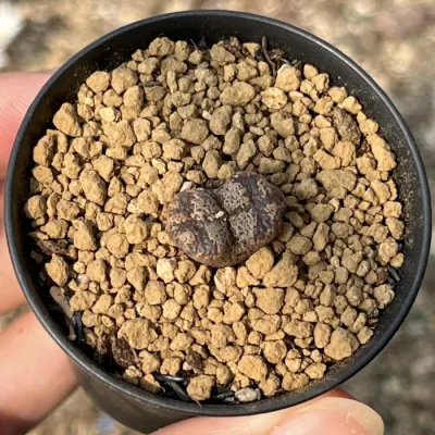 Conophytum Pellucidum interior al por mayor (1-3cabeza/Pot) natural de vivir plantas suculentas Lithops