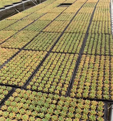 Euphorbia Ankarensis único hermoso vivir Natural suculentos