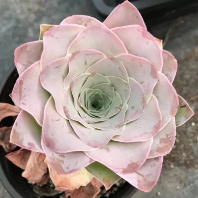 Pequeño bonsai color rosa sucesor de Wholesales