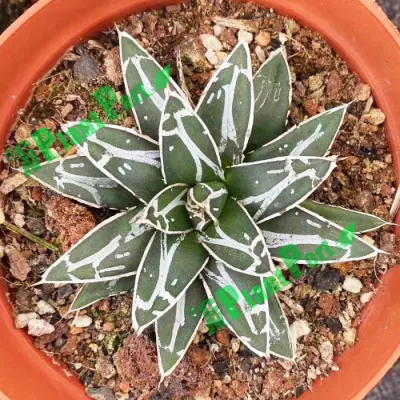 Viva Agave Victoriae-Reginae T. Moore raíz rara Bonsai Succulents Proveedor Cnplantport