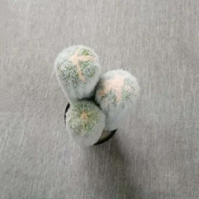 Plantas suculentas de Cactus artificial plantas cerámicas para decoración
